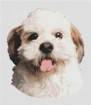 (image for) Moppy - Shih Tzu